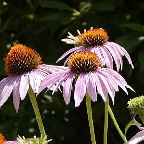 Eastern Purple Coneflower