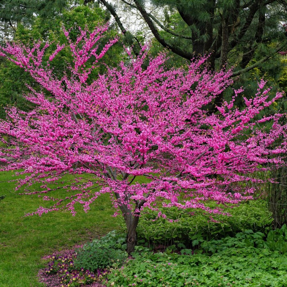 Eastern Redbud