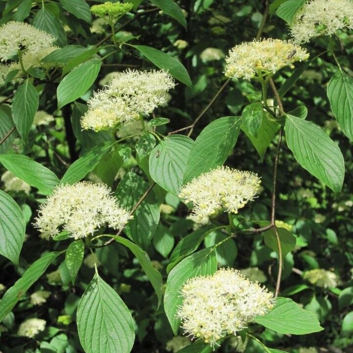 Flowering Dogwood