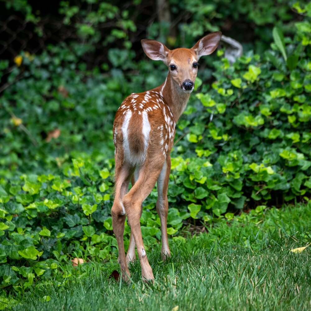 White-Tailed Deer