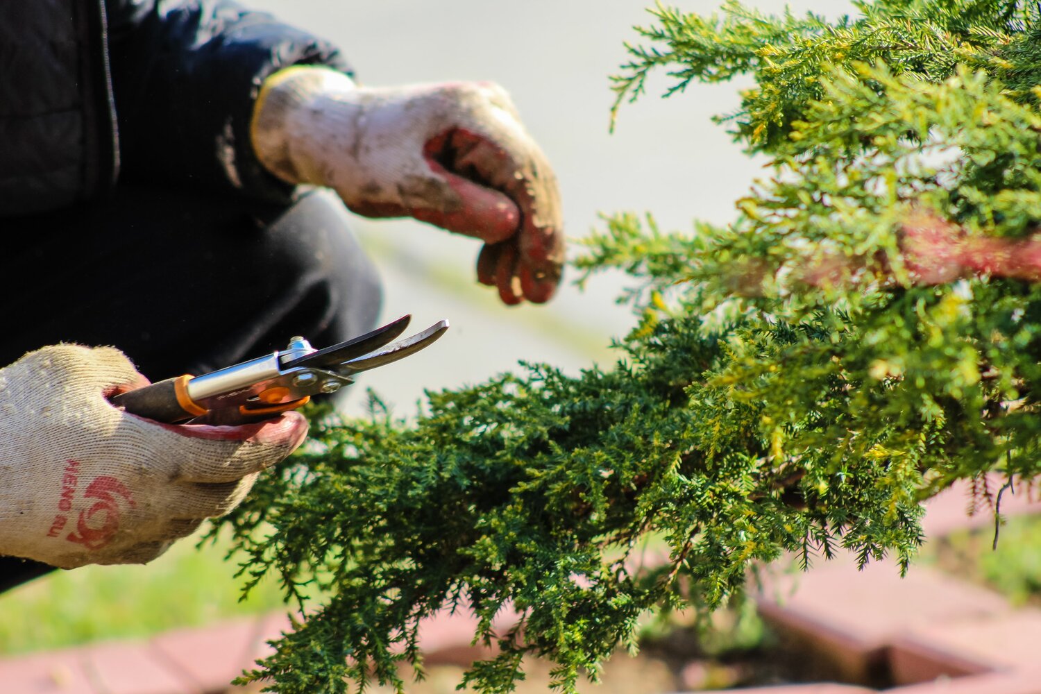 Growing Green with Pride Day, Calendar Meeting List