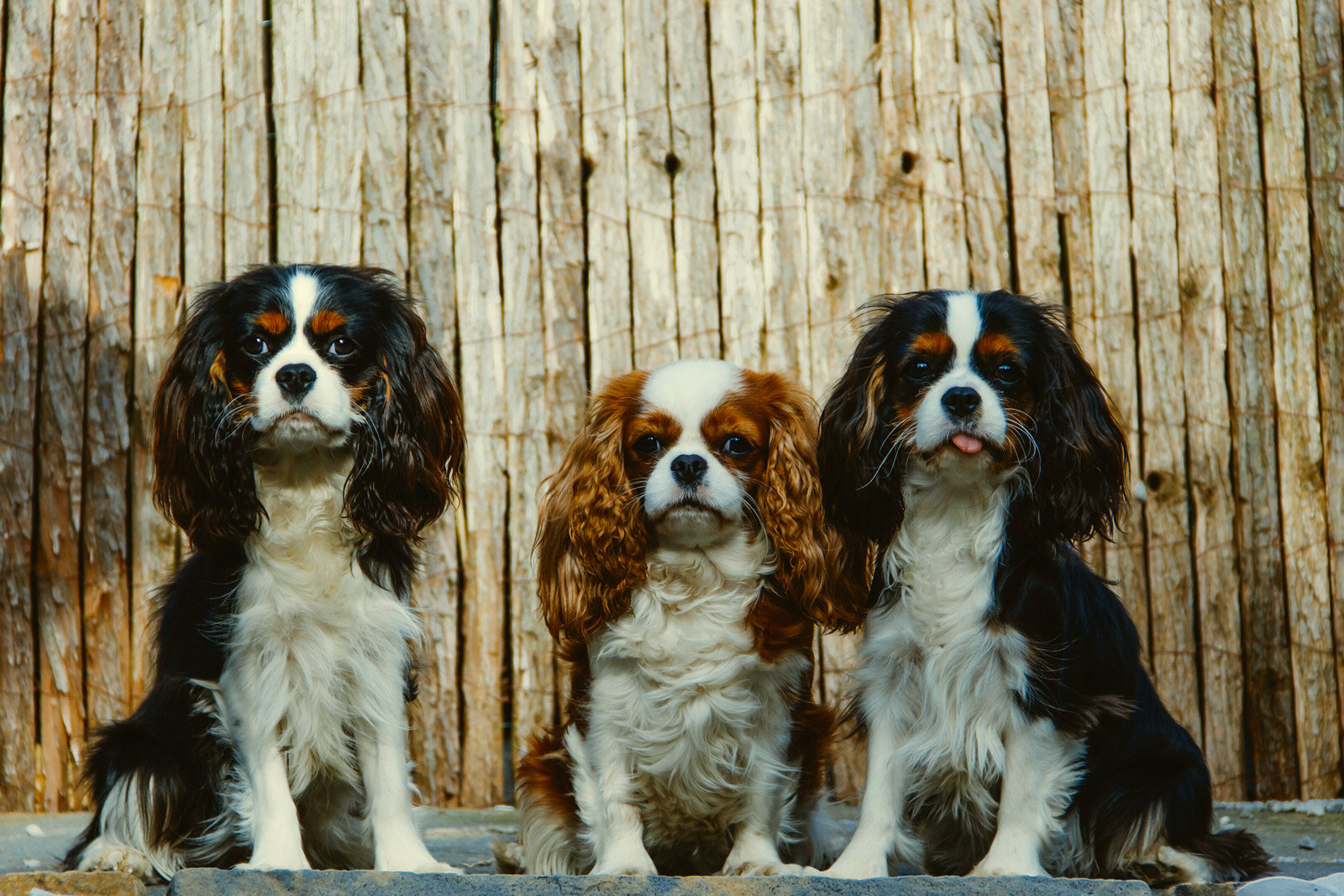 Cavalier King Charles Spaniel Puppies.