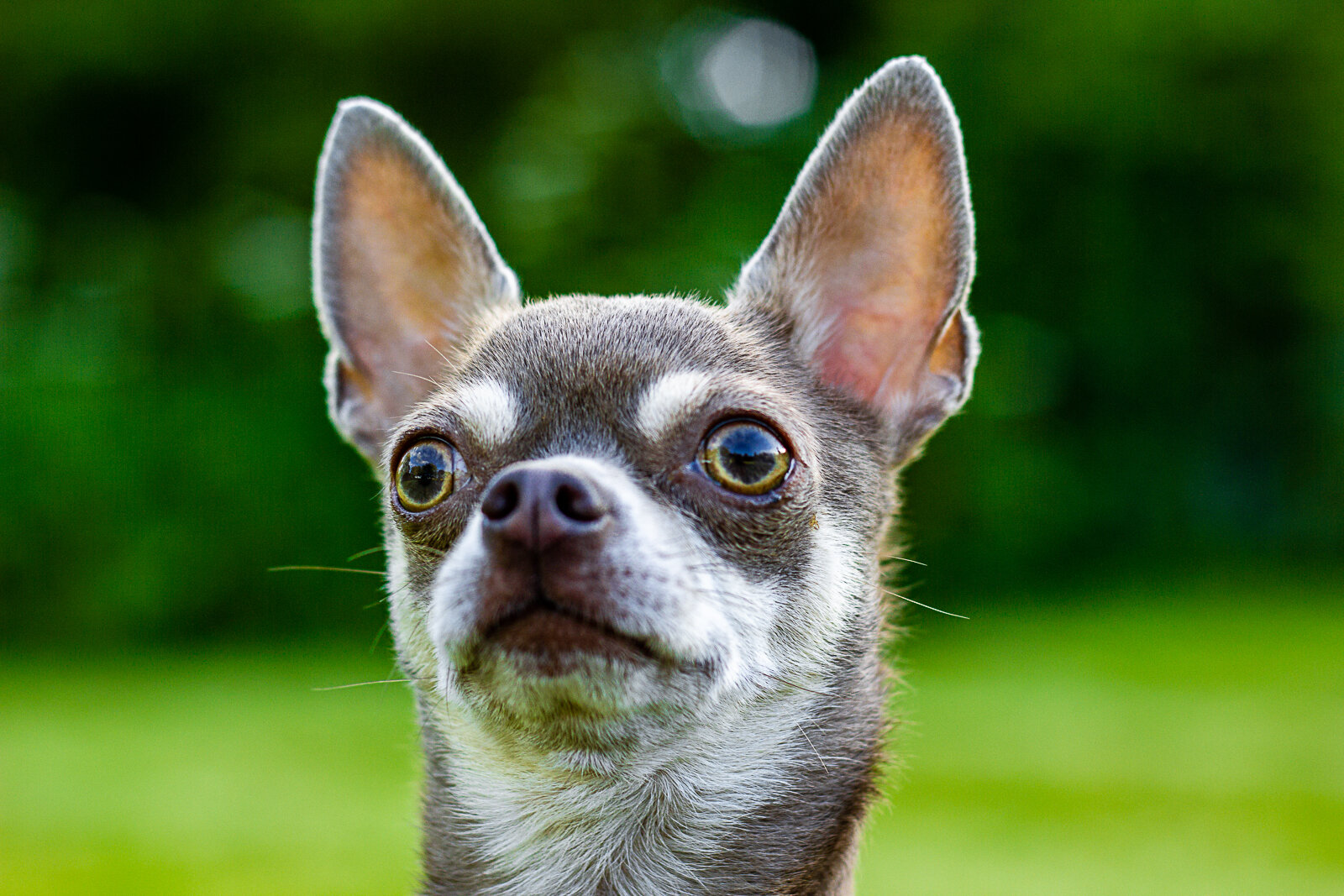 Portrait of Dexter the Chihuahua 