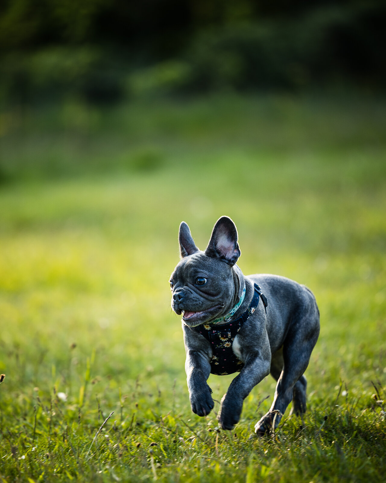 Olive, French Bulldog Puppy