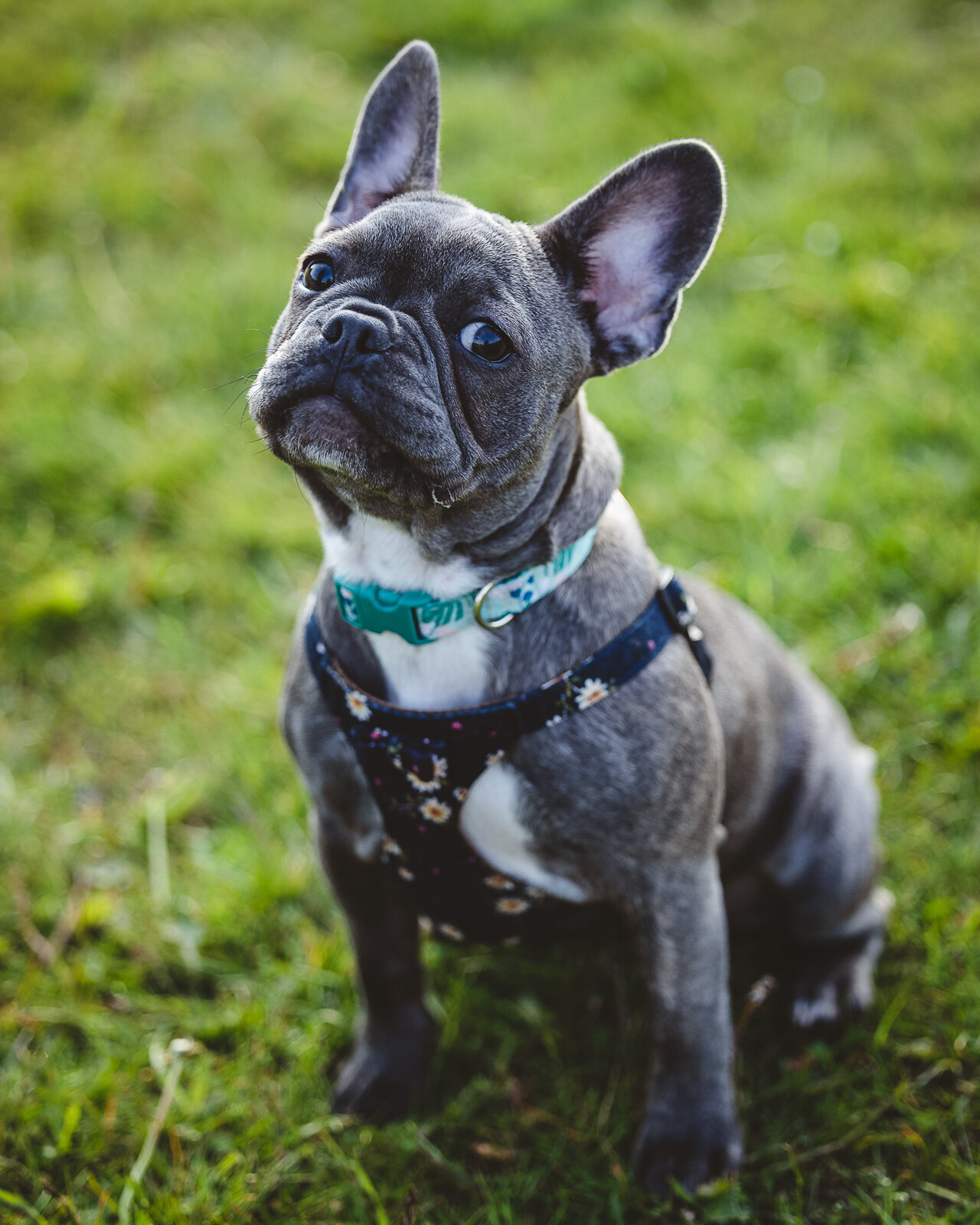 Olive, French Bulldog Puppy