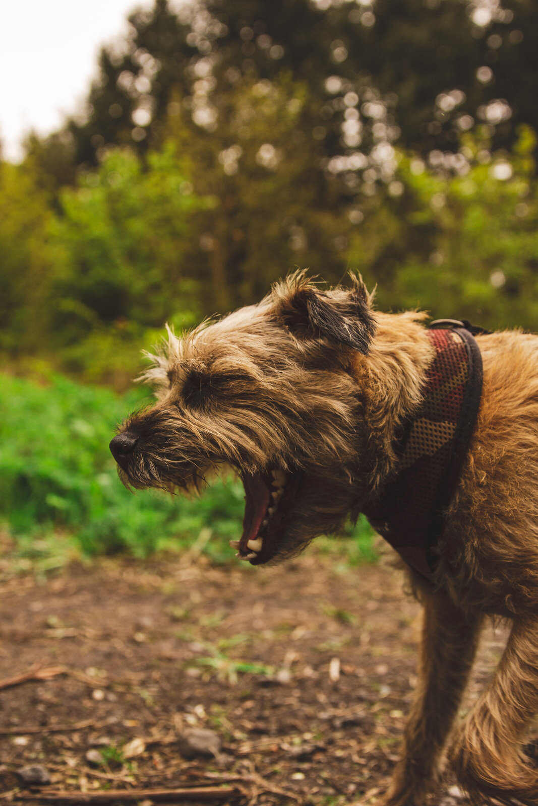 Yawning Border Terrier