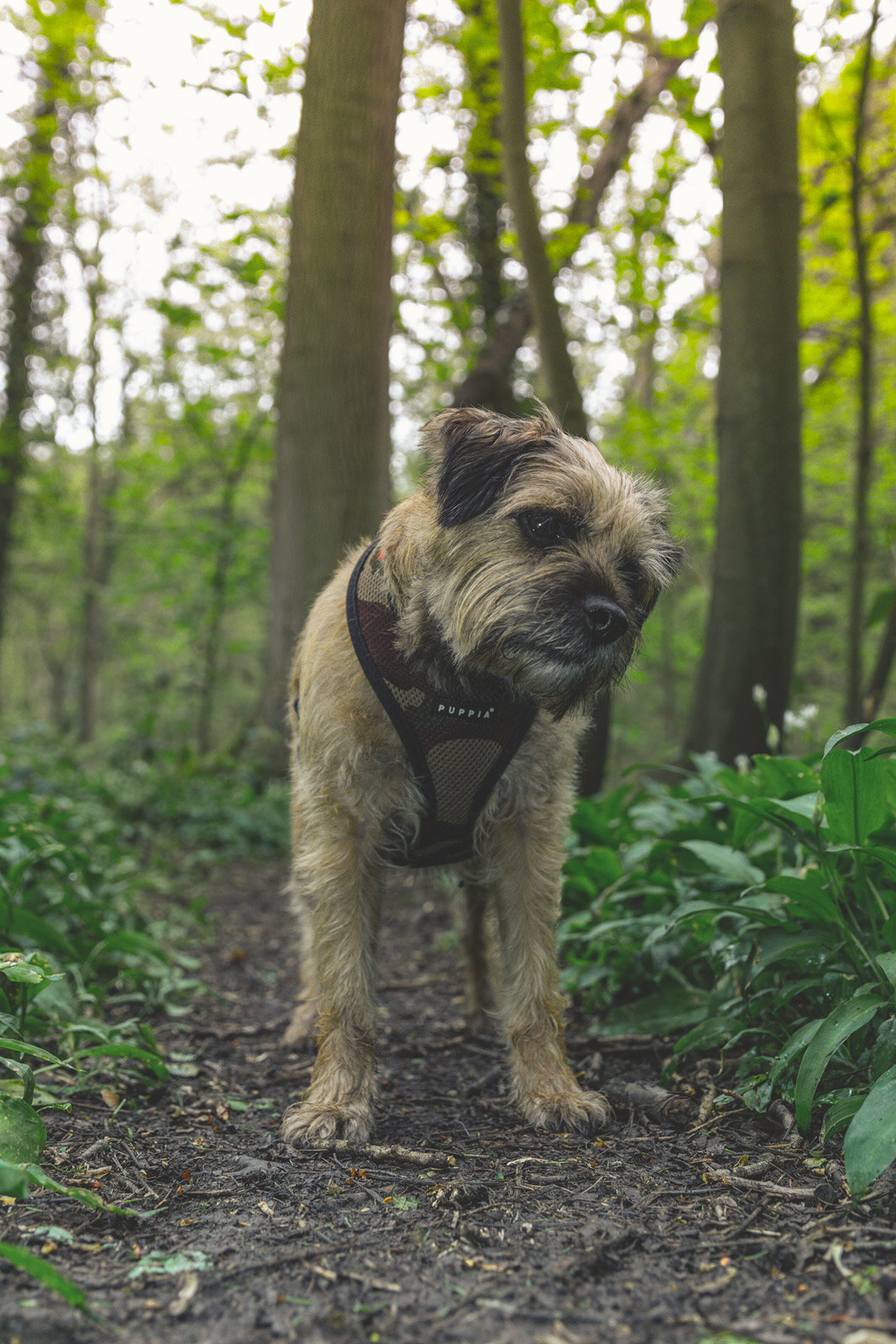 Head Tilt Border Terrier