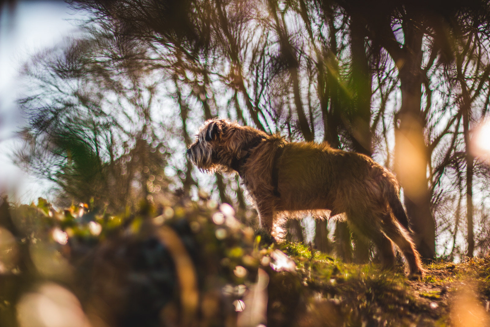 Contemplation - Border Terrier.