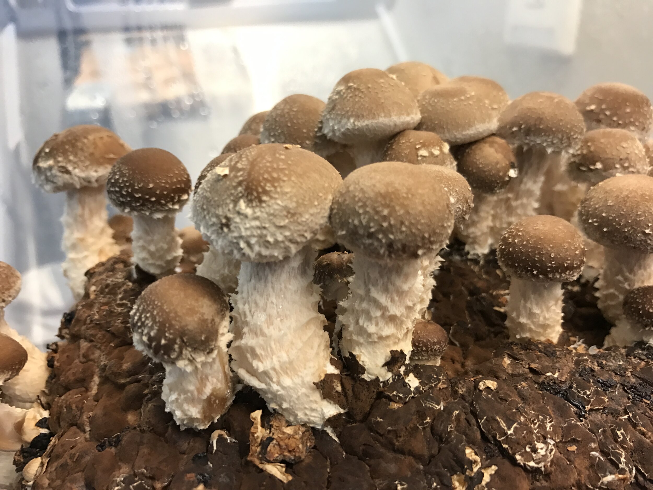 Shiitakes starting to emerge!