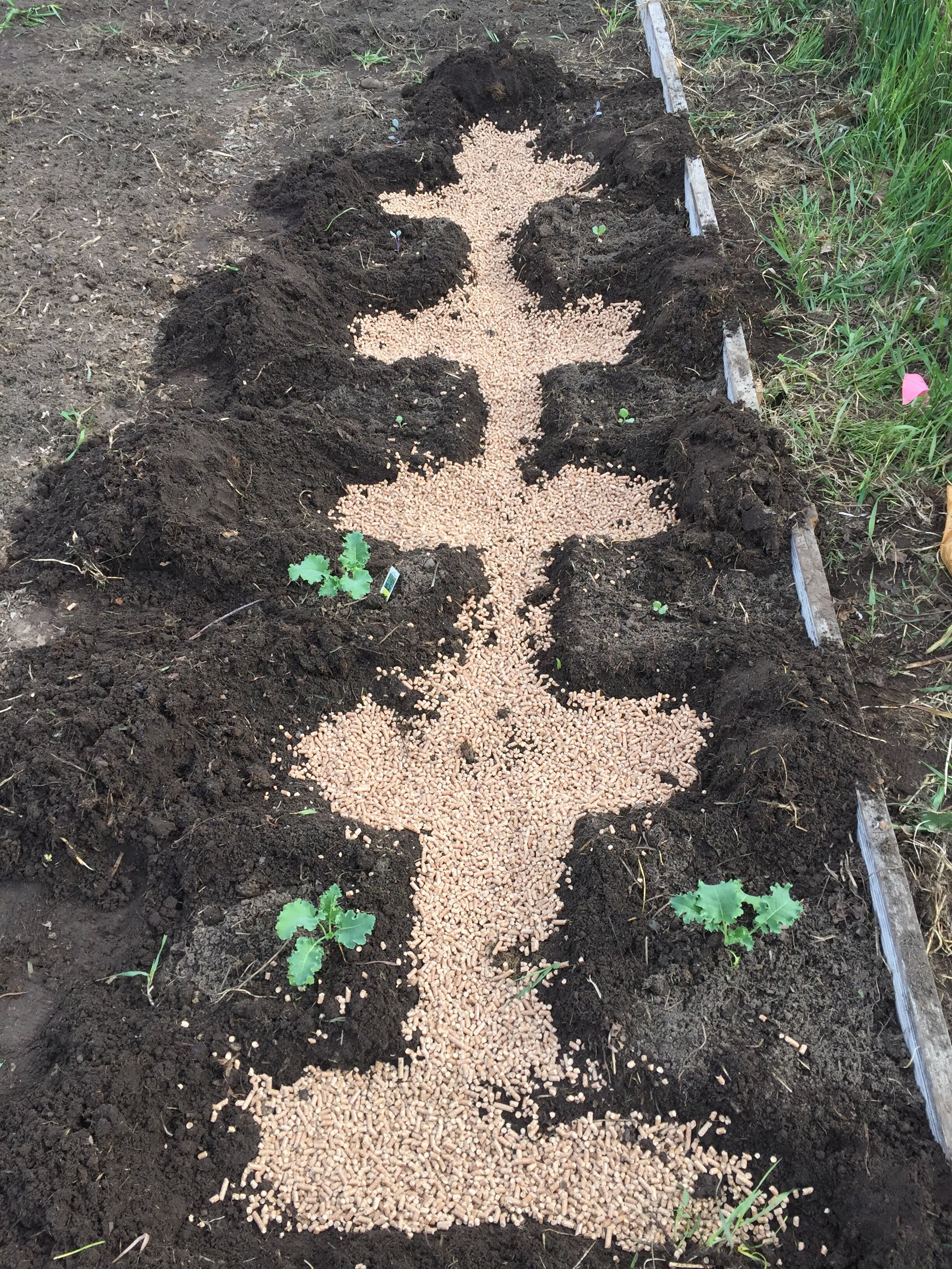 Almond Agaricus Spawn