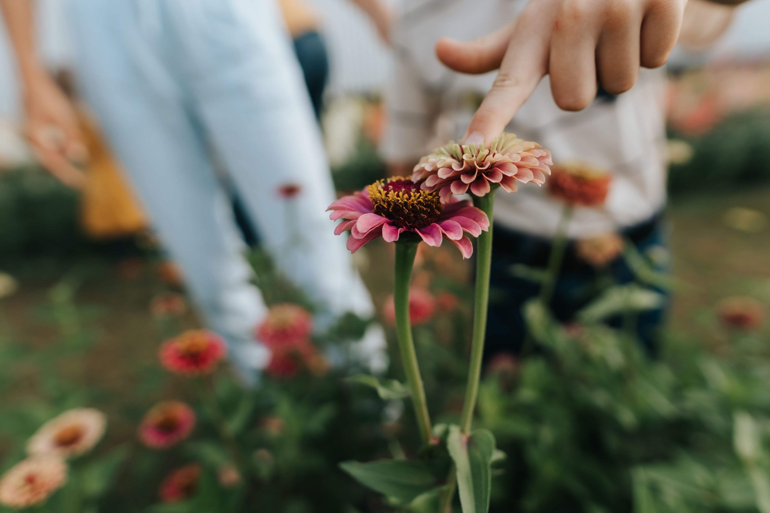 U-Pick Flowers
