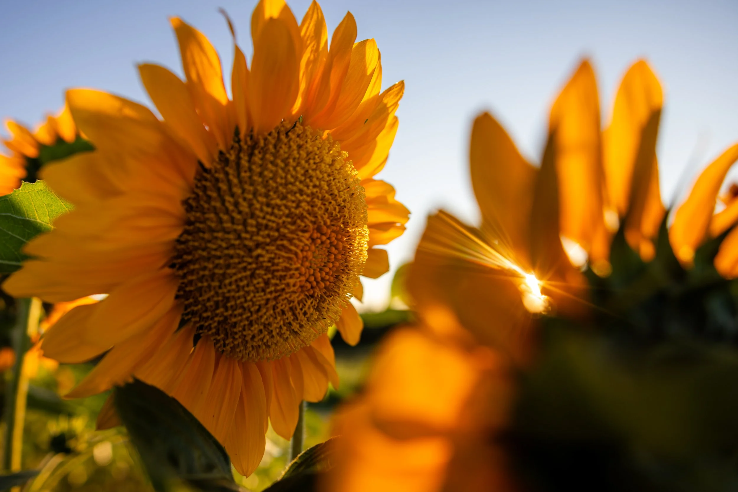 U-Pick Flowers - Opening Night