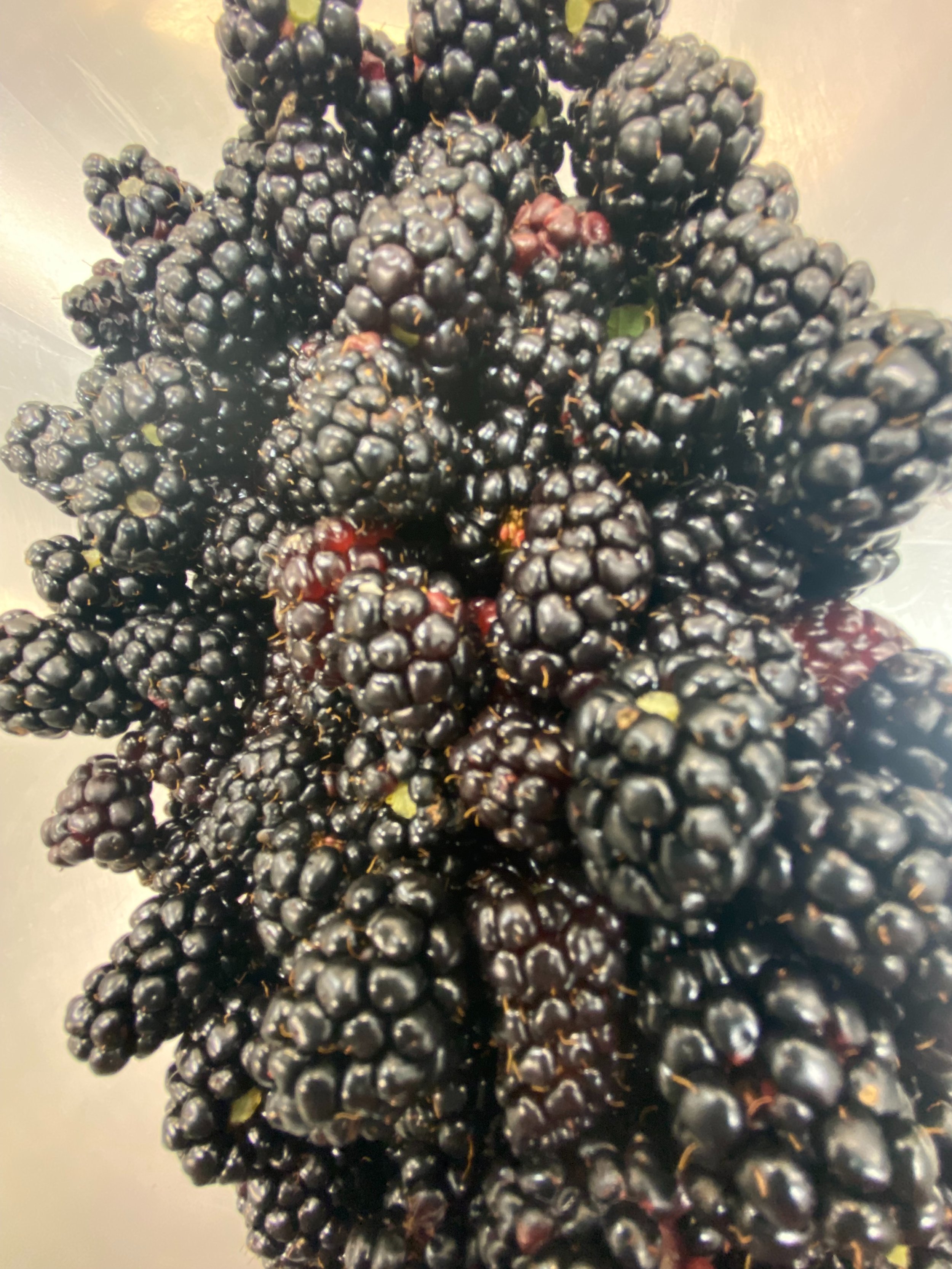 blackberries(1).jpg