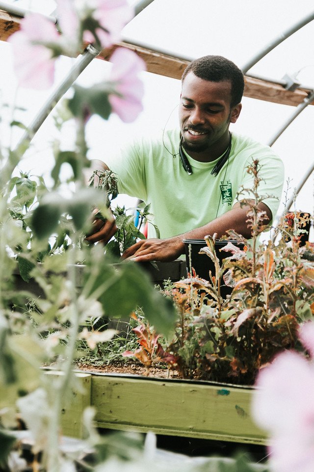 working in greenhouse - Marquis Crawford (former employee, went through Mercy Programs Job Training and worked 1 year) CREDIT Rachel Holden Photography.jpg