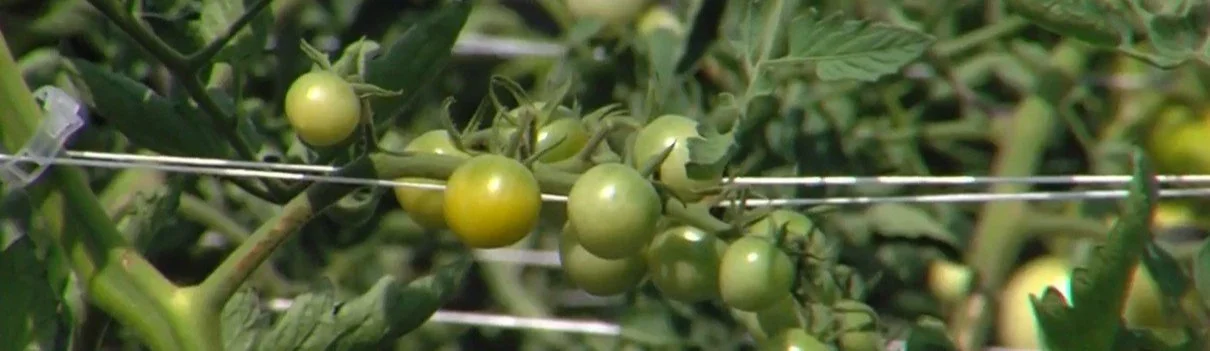 Mercy Gardens brings new life, fresh produce to Decatur neighborhood