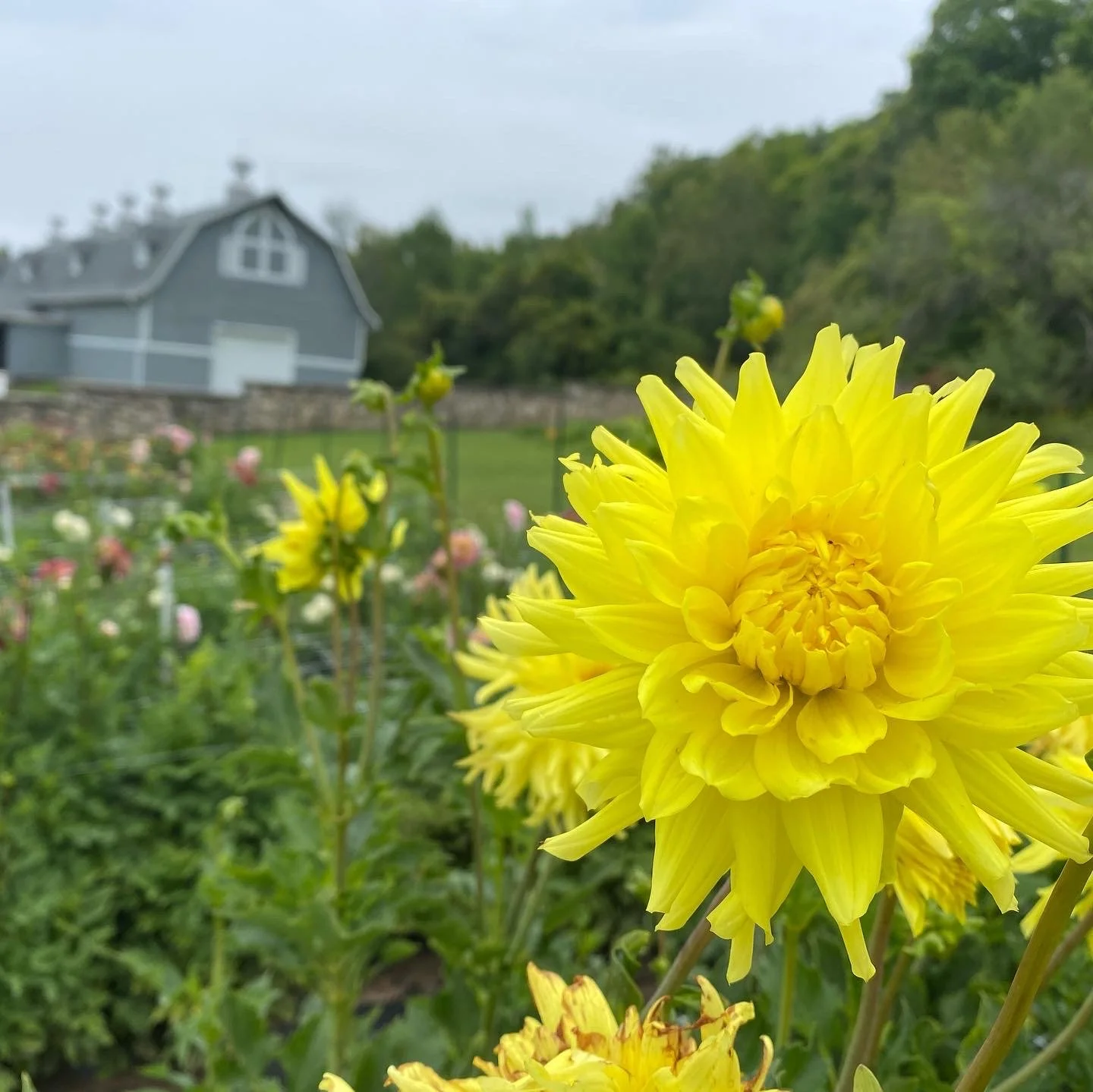 June 2023 Newsletter