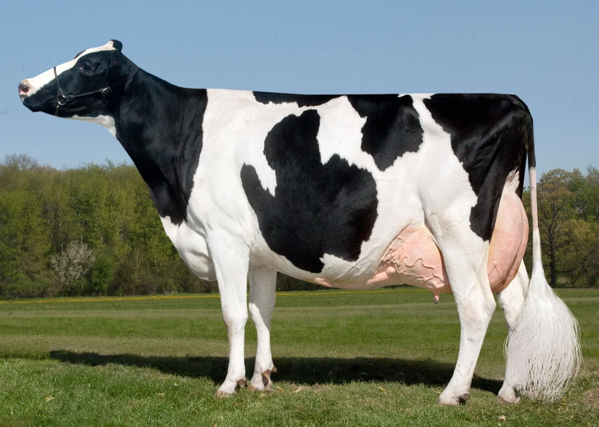 Holstein.jpeg