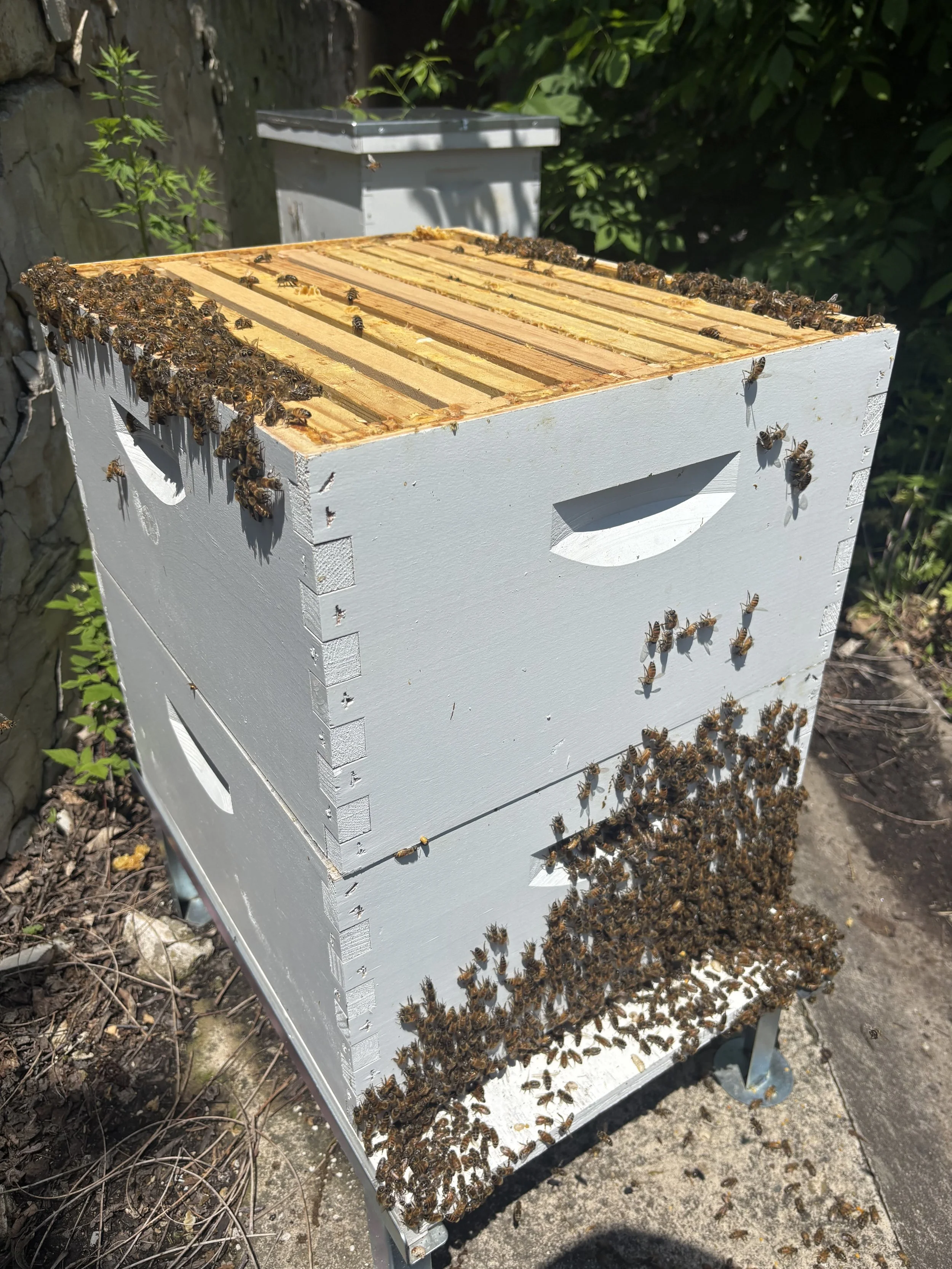 Bee Hive Opening