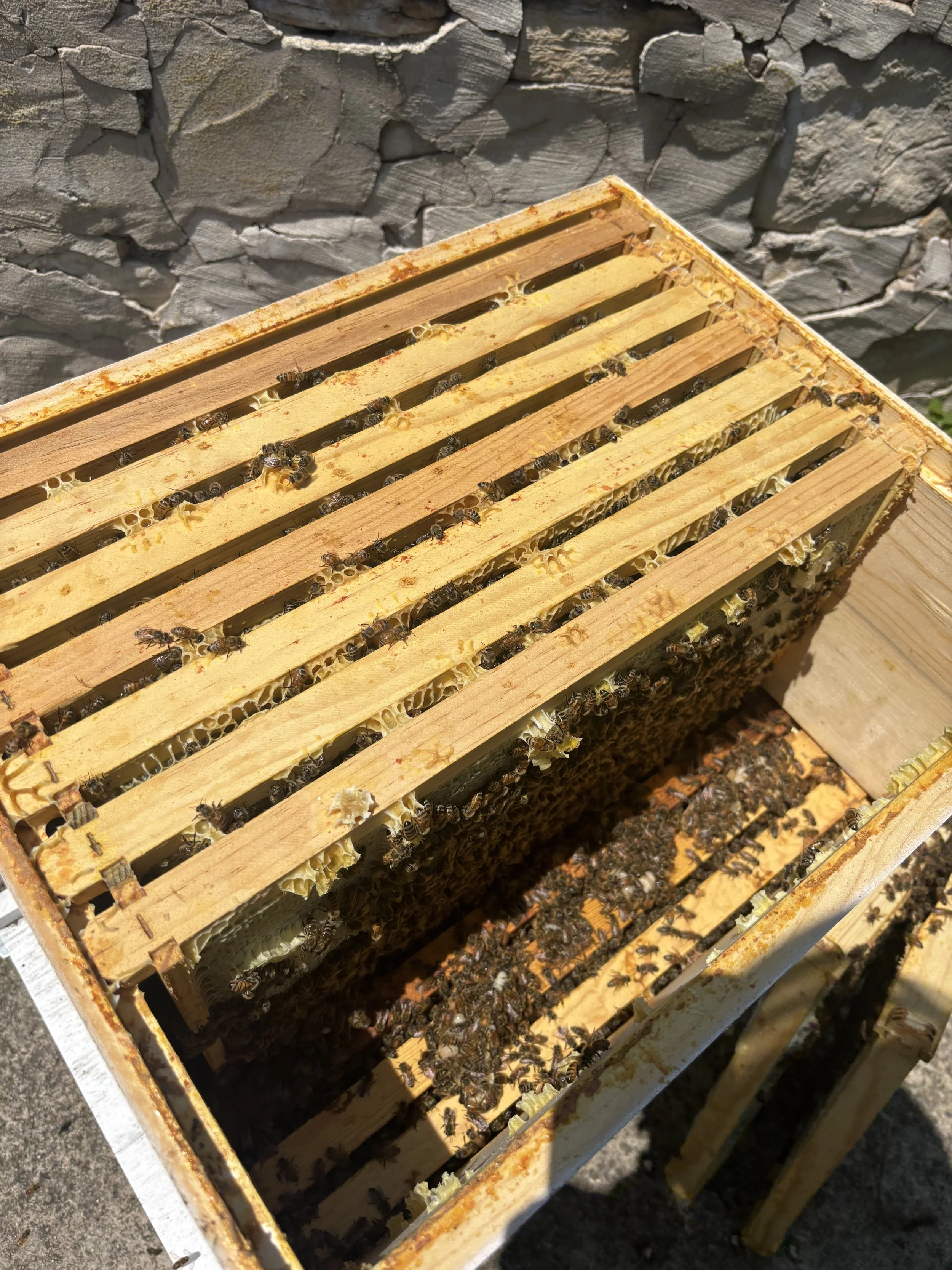 Bee Hive Opening