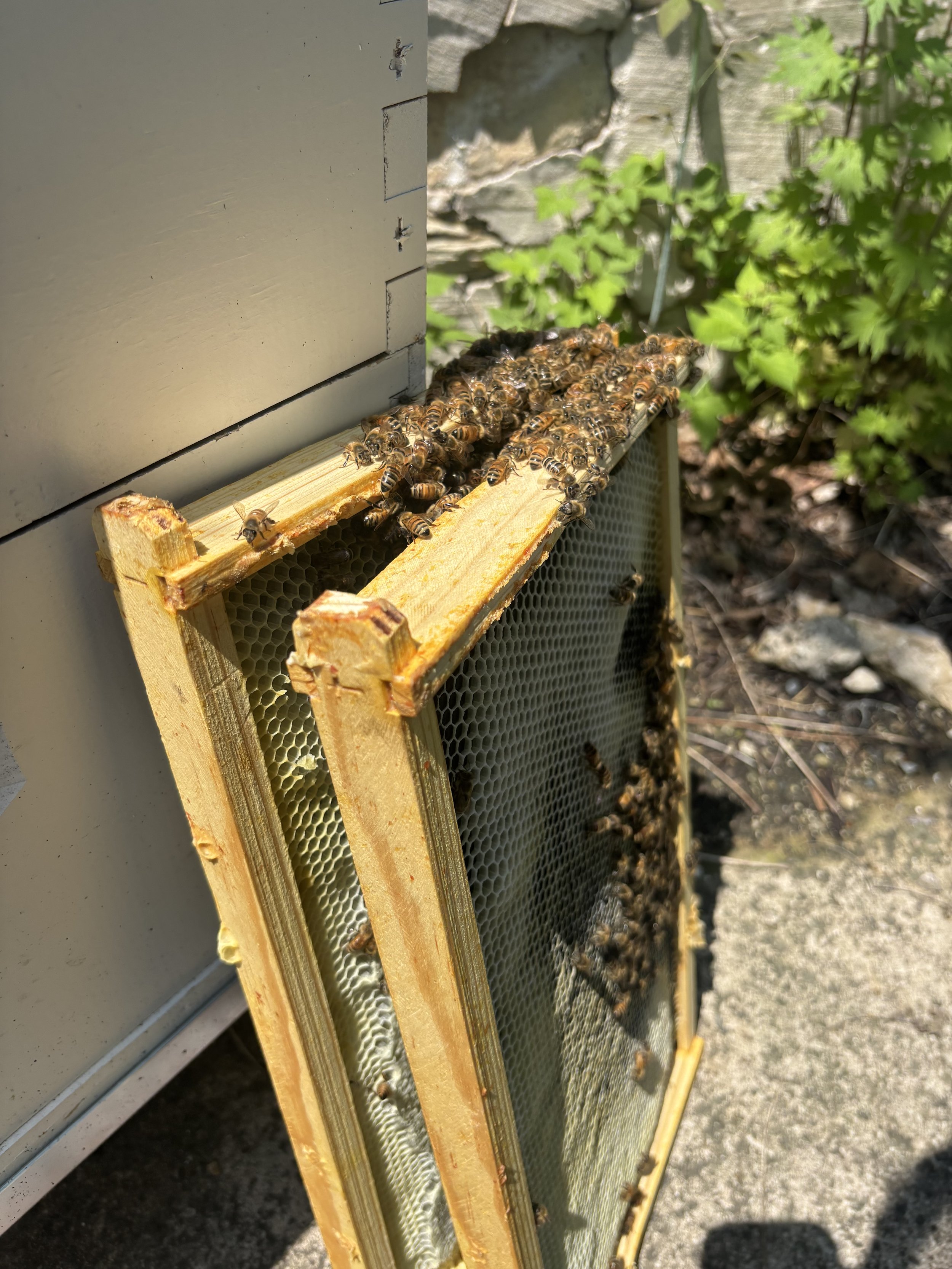 Bee Hive Opening