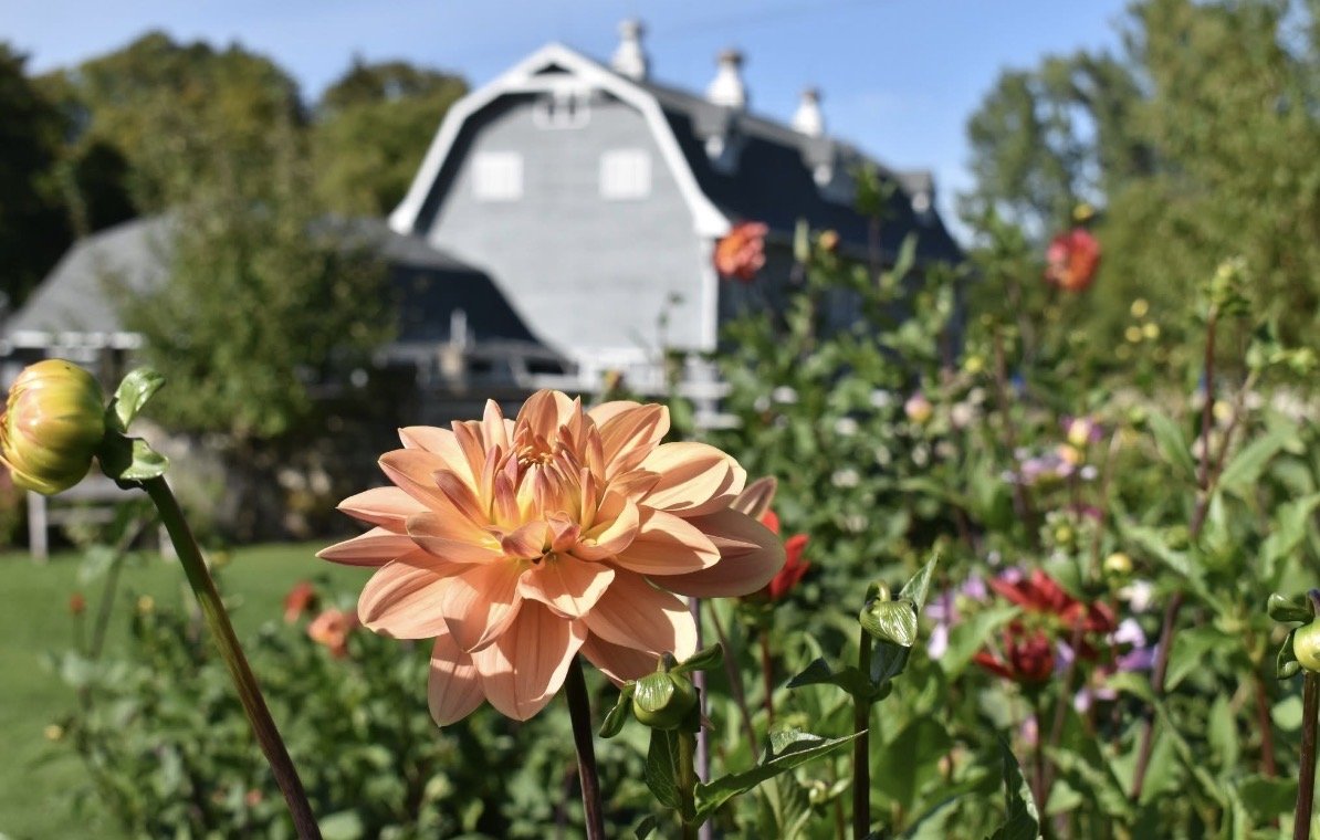 Dahlia Days