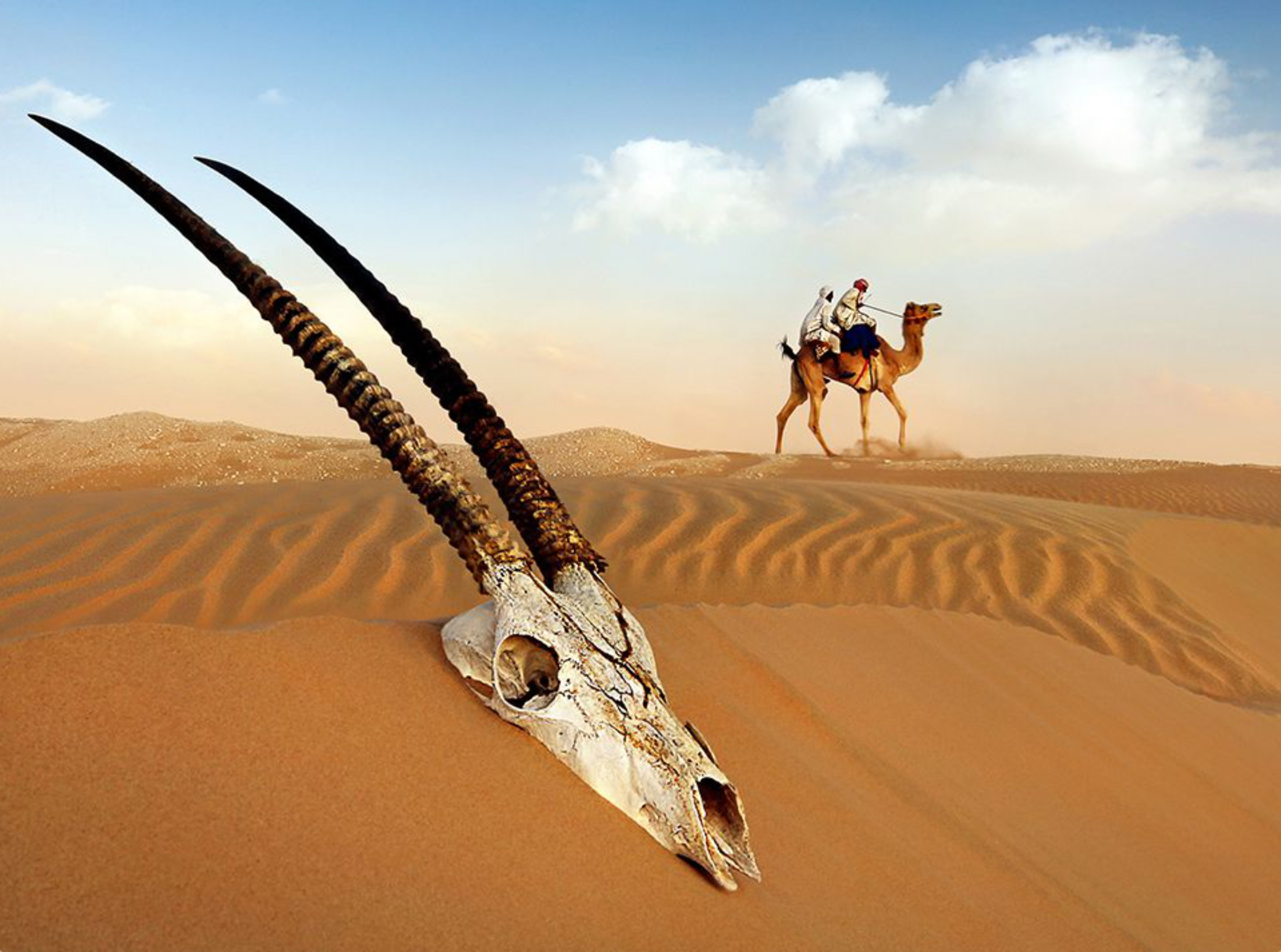 Skull 2.jpg