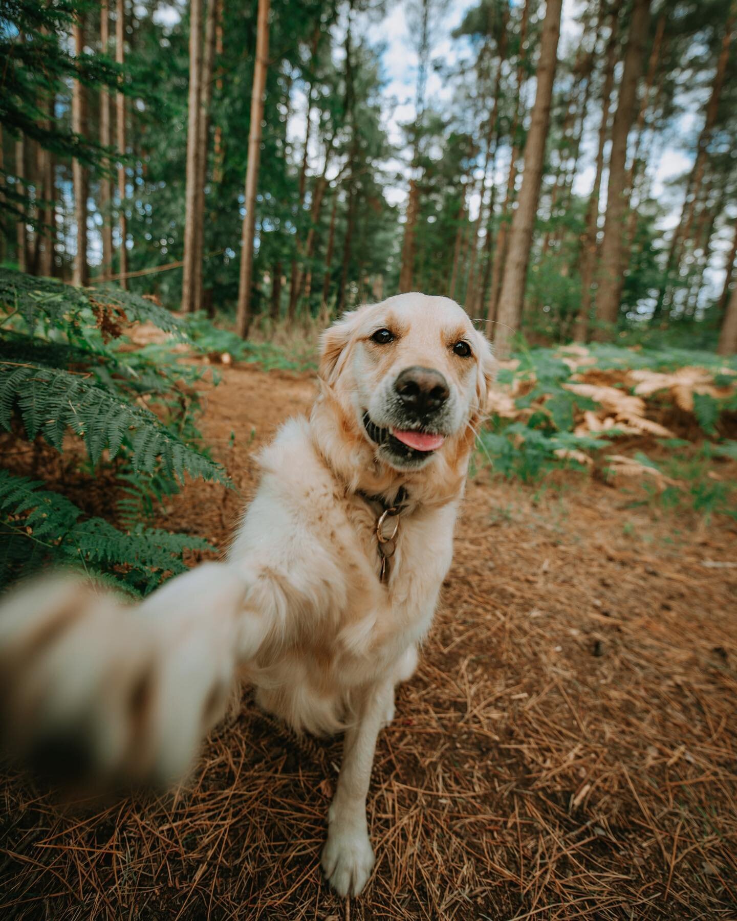 These woods are PAWfection 🐾🌲 Do any of your pups have a favourite trick to do? Lulu&rsquo;s is &ldquo;meerkat&rdquo; which is her version of sit pretty 😂 #tot ⁣⁣⁣
⁣⁣⁣
⁣⁣
⁣⁣
⁣⁣
⁣⁣⁣
⁣⁣⁣
⁣⁣⁣
⁣⁣⁣
⁣⁣⁣
#doggosbeingdoggos #happydoggo #dogsthathike #hiki