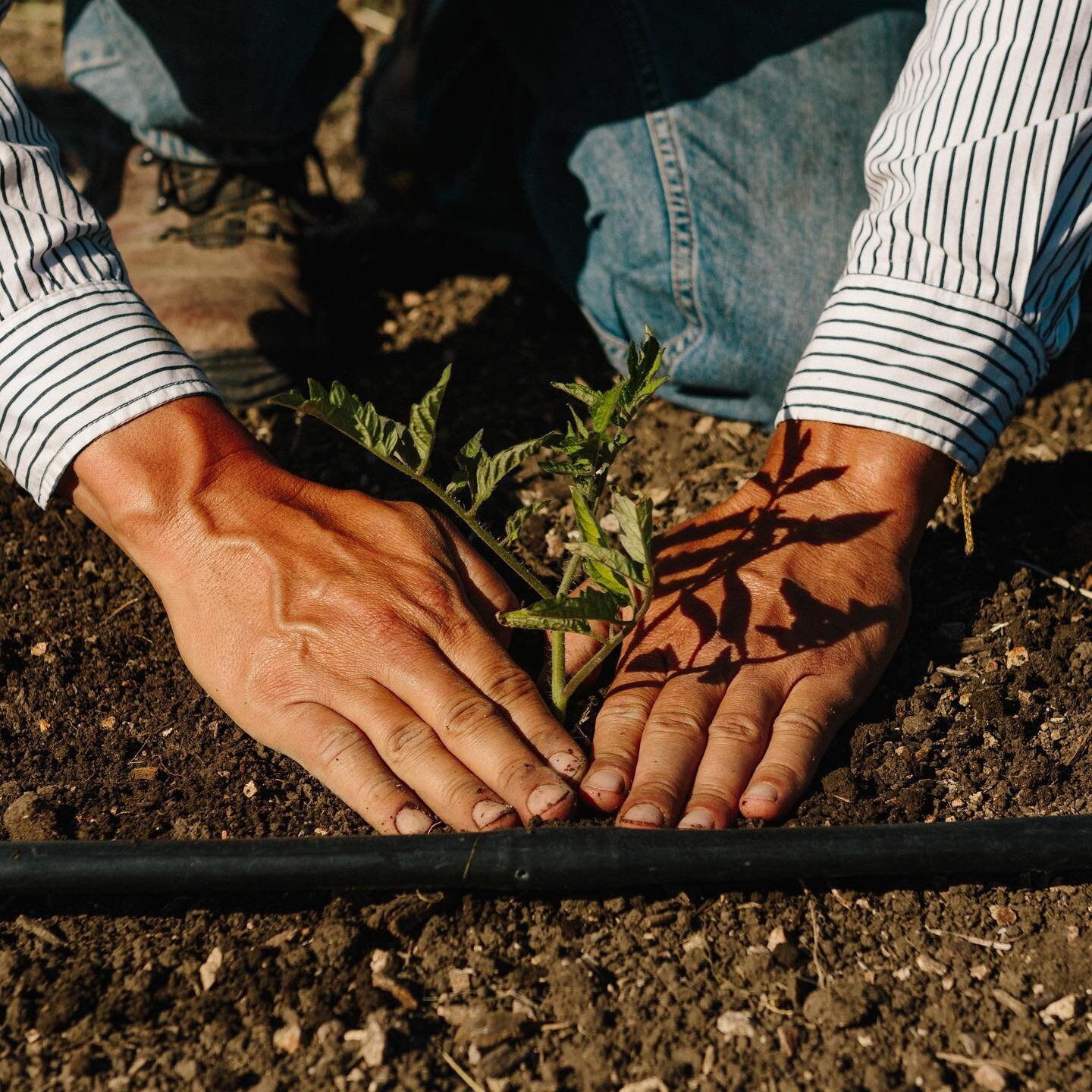 Soil prep ✔️ Seedlings sprouted ✔️
Planting ✔️
The official start to 🍅 season!

Photo: @patrickrecord
#organic
#farmtotable
#lifeonthefarm
#organictomatoes
#heirloomtomatoes 
#meyerlemons
#mandarinoranges
#avocados
#hassavocado
#ranchopalosverdes 
#