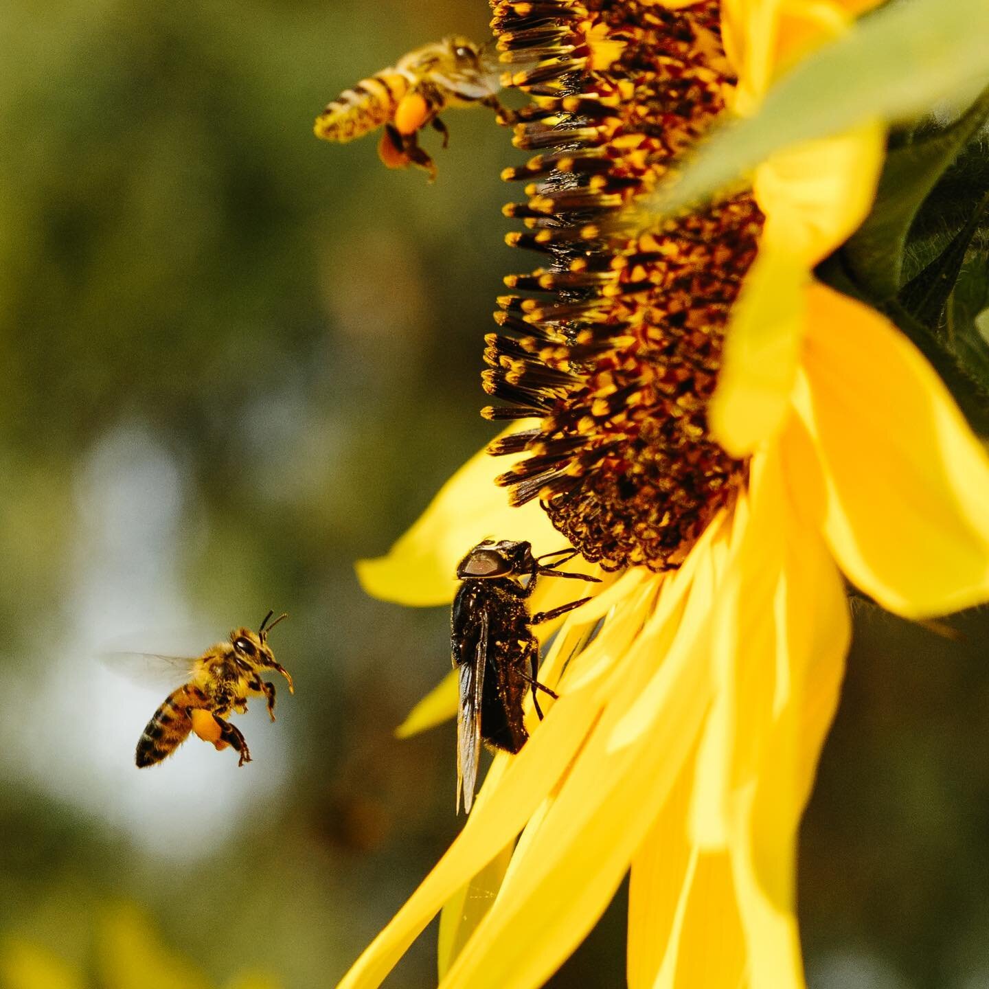 Simbiosis!!! 🐝 Bees are a crucial part of the team at Catalina View Farms. 

Photos: @patrickrecord
#heirloomtomatoes
#organictomatoes
#italianheirloomzucchini
#shishitopeppers
#organic
#farmtotable
#lifeonthefarm
#meyerlemons
#mandarinoranges
#avoc