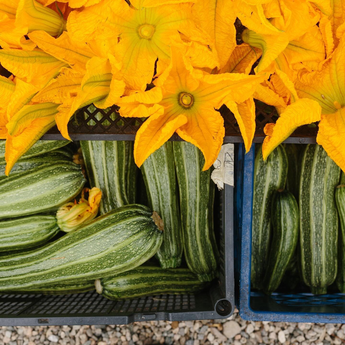 Nothing says &ldquo;summer&rdquo; like Italian Heirloom Zucchini also known as Costata Romanesco.  It has a nutty flavor, lovely texture and the blossoms are edible too!
Photo: @patrickrecord
#italianheirloomzucchini
#shishitopeppers
#organic
#farmto