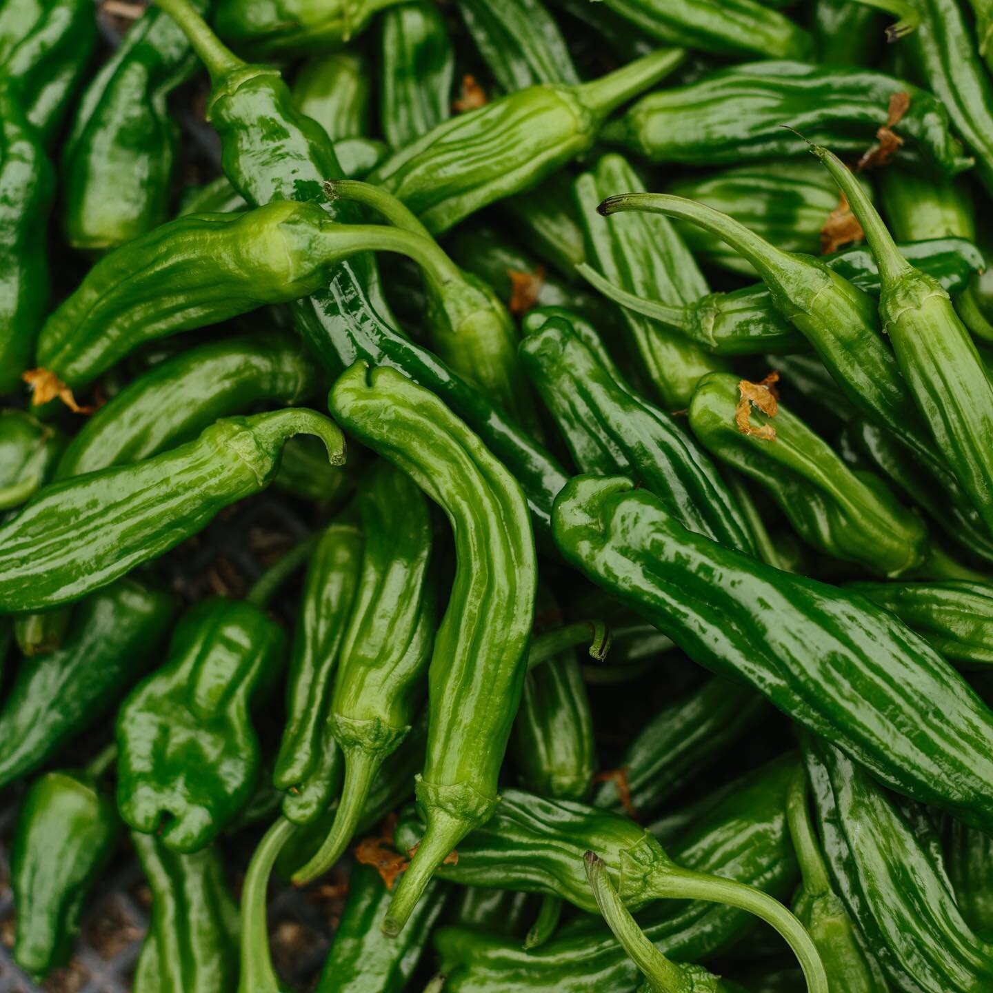 Shishito Peppers - delicate and mild, and oh so delicious when served blistered!

Photo: @patrickrecord
#shishitopeppers
#organic
#farmtotable
#lifeonthefarm
#organictomatoes
#italianheirloomzucchini
#heirloomtomatoes 
#meyerlemons
#mandarinoranges
#