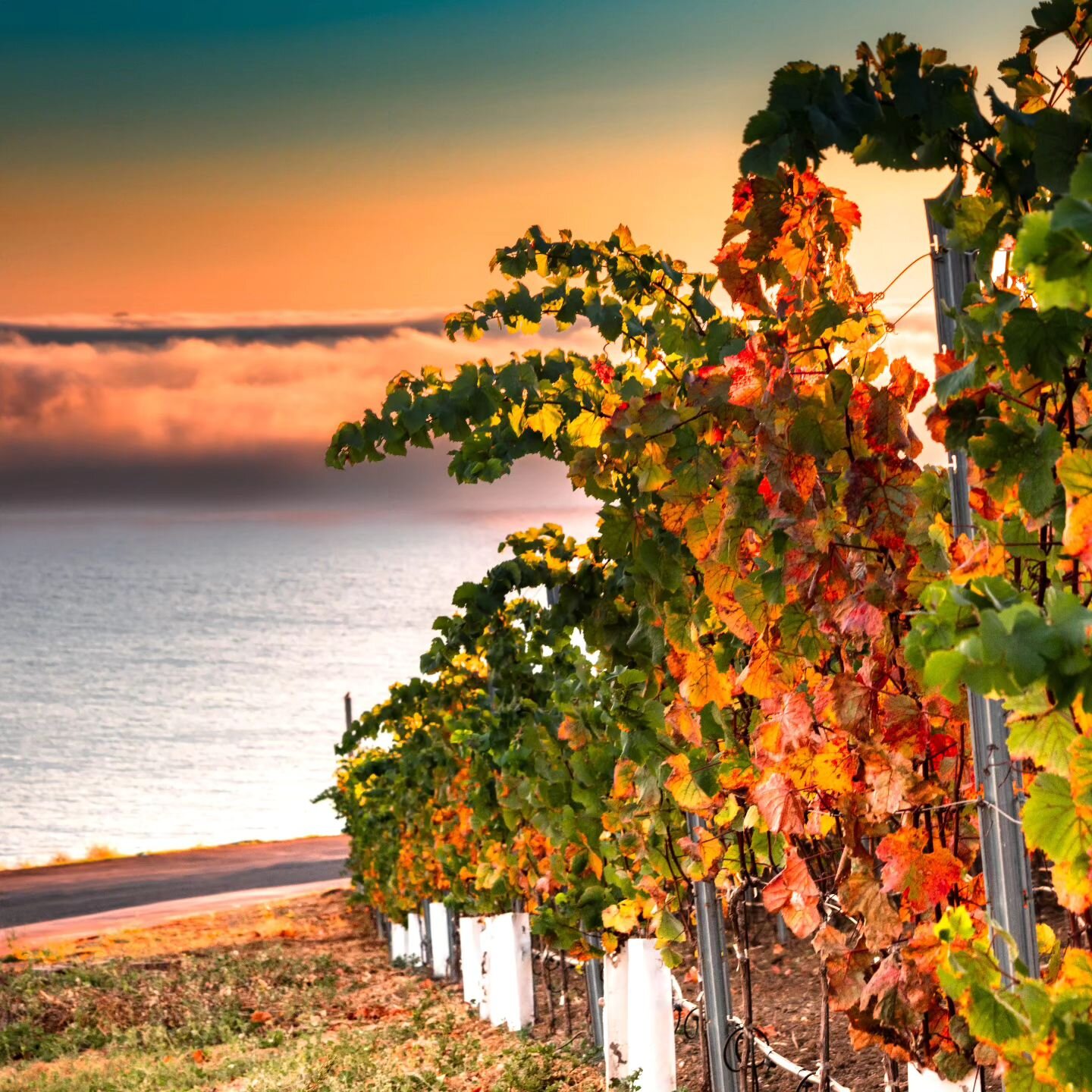 Fall in the vineyard!🍂🍁🍇
Our thriving south-facing hillside vineyards, overlook the Pacific Ocean and Catalina Island 🍷🍇
📸: @erikjayphotographer

#catalinaisland #pacificocean #vineyards #palosverdes #catalinaviewwine #palosverdespeninsulawine 