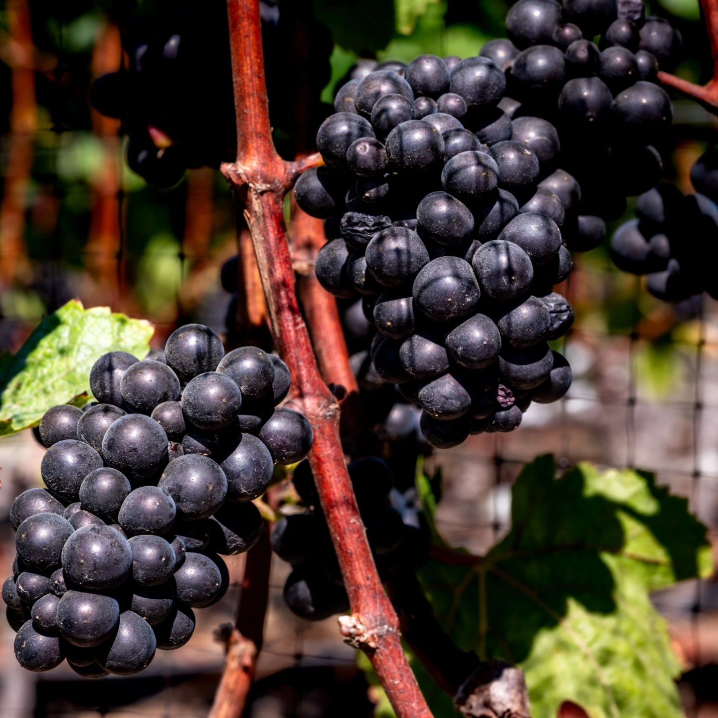 Picture perfect Pinot Noir🍇🍷

📸: @erikjayphotographer

#vineyards #palosverdes #catalinaviewwine #palosverdeswine #catalinaviewwines #socalvineyard #californiawine #palosverdespeninsulaava #catalinaviewgardens #catalinaviewfarms