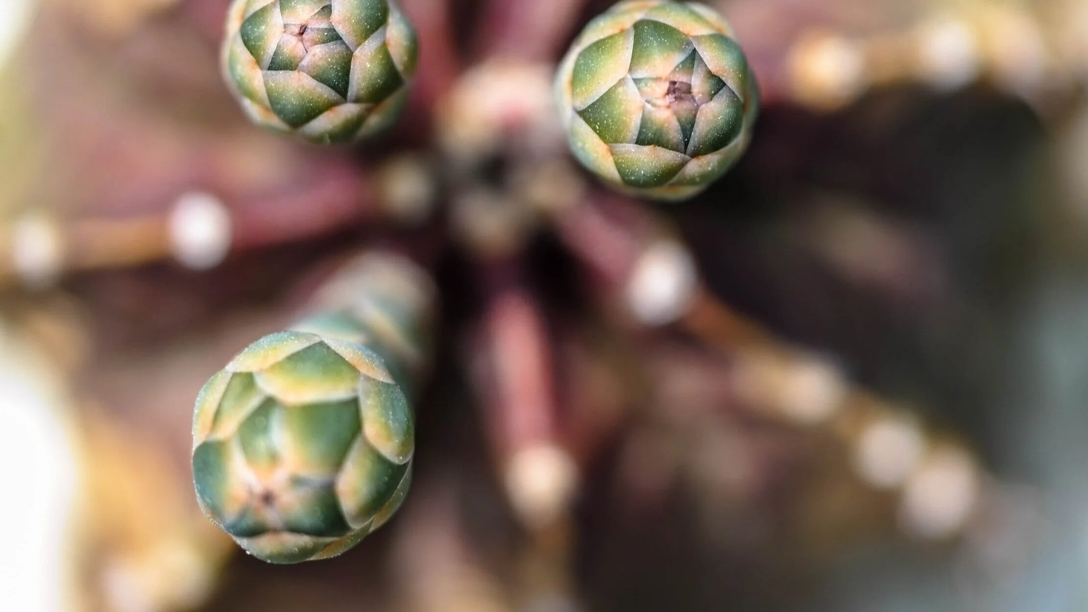 Clinical Supervision — Margot Strauhull LCSW, PMHC Portland, OR