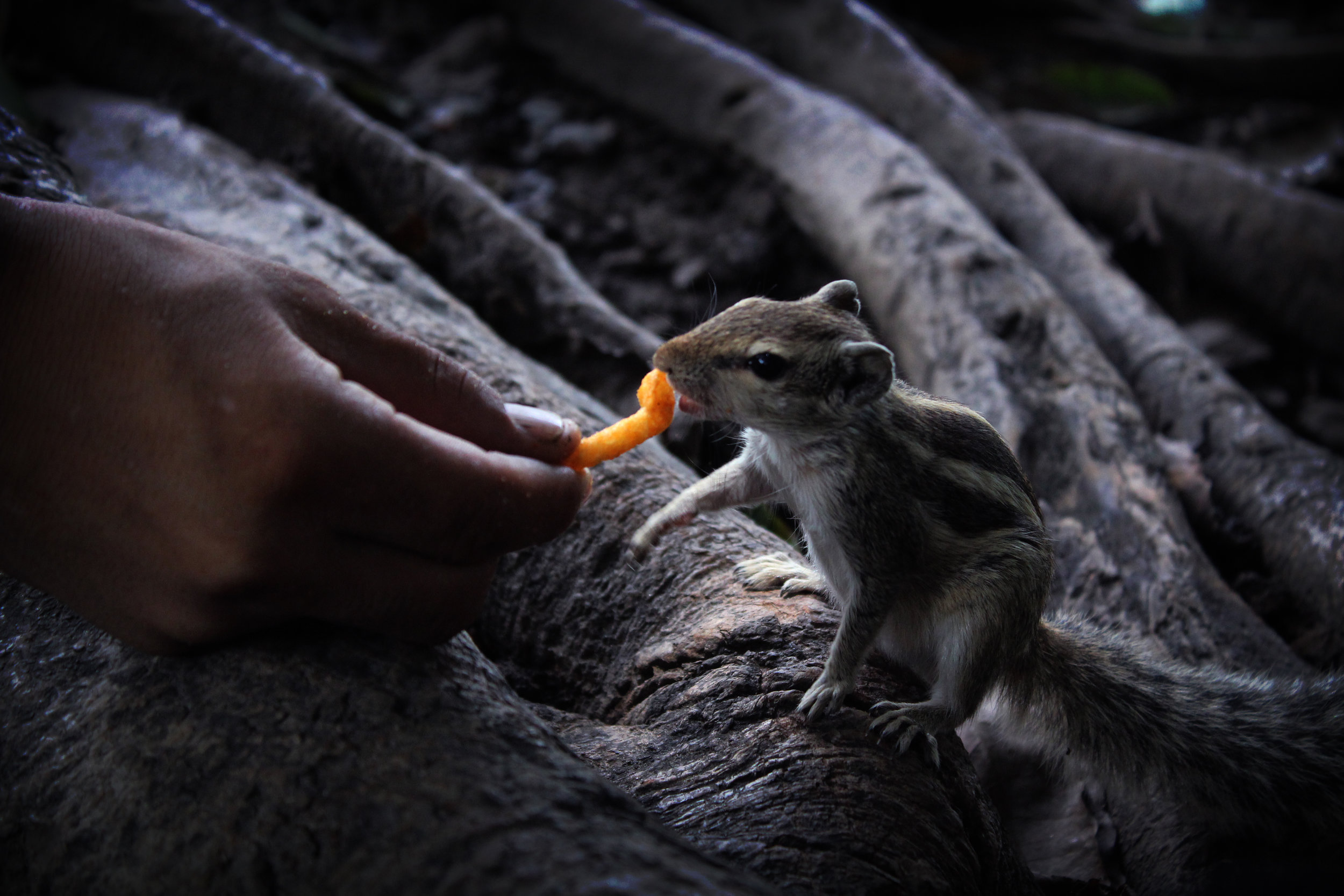 The Mouse and My Cheezie Bag