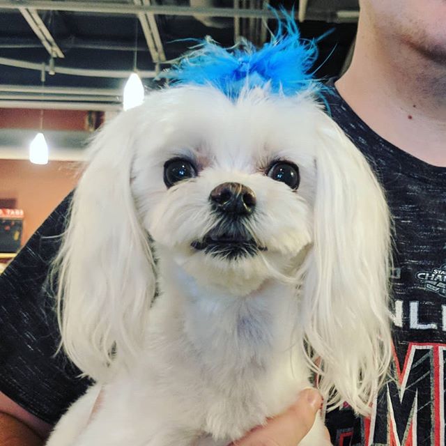 Why so serious, Mimkie? It's Friday! 😂 Fur by Ariel. #maltesesofinstagram