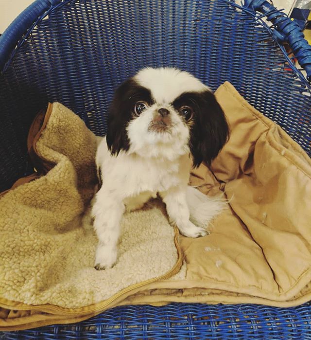 King Oreo loves to supervise the spaw 👑

#japanesechin #dogsofinstagram #doggrooming