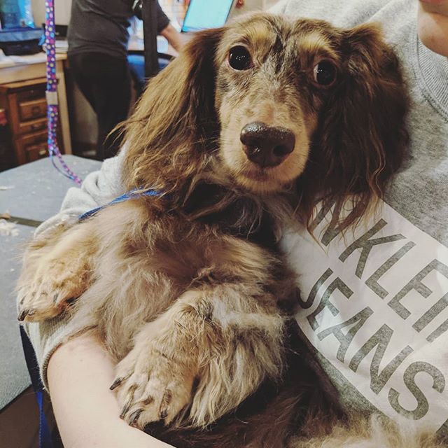 Our new friend Sparkles paid us a visit for an afternoon at the spaw. She was the lucky winner of our gift certificate at the @awlaarlington Barks &amp; Barrels silent auction. Thanks for supporting such a great cause and congrats on finding your for