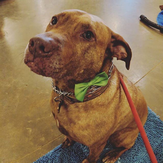 Woodford is ready for St. Patty's Day ☘️🍺 #dogsofinstagram #stpatricksday #pittiesofinstagram #doggrooming