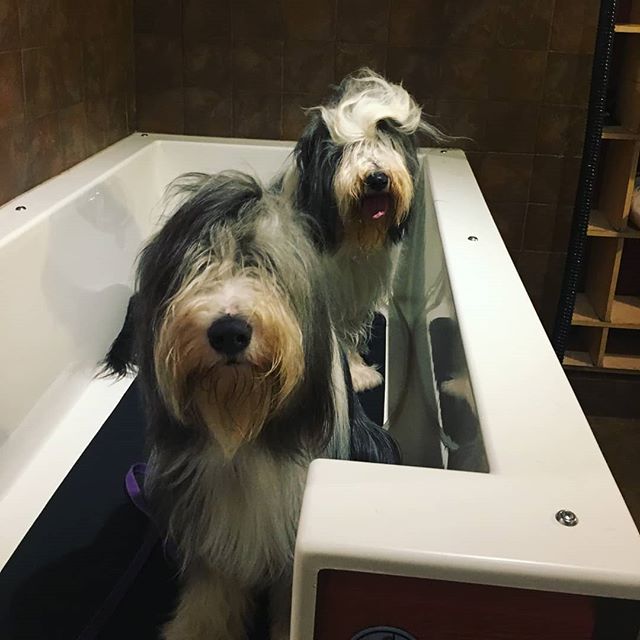Bros who bathe together stay together &hearts;️ #dogbath #instadog #dogbrothers #beardedcollie #beardiesofinstagram #groomer #groomerlife #dogsofinstagram #doggo #doggrooming #viennava