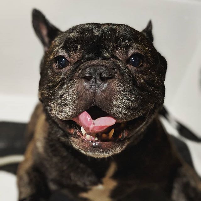 A handsome man for your feed just in time for Valentine's Day. Dooku the Frenchie ❤️😍 #dogsofinstagram #groomerlife #fourleggedvalentine #frenchiesofinstagram #frenchbulldog #dooku