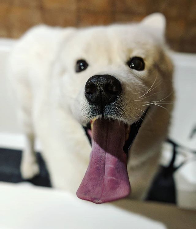 Our new pal Yuki is ready for his bath! 😛 #samoyed #smilingsammy #dogsofinstagram #groomerlife