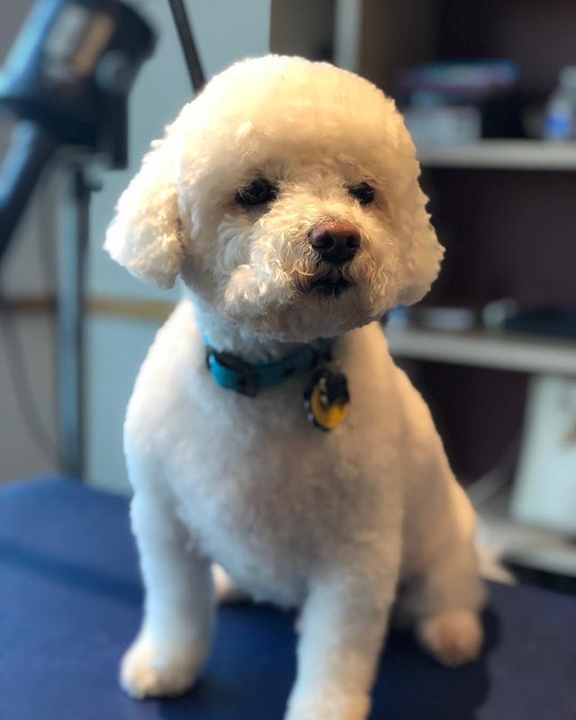 Mr. Bear the Maltipoo!