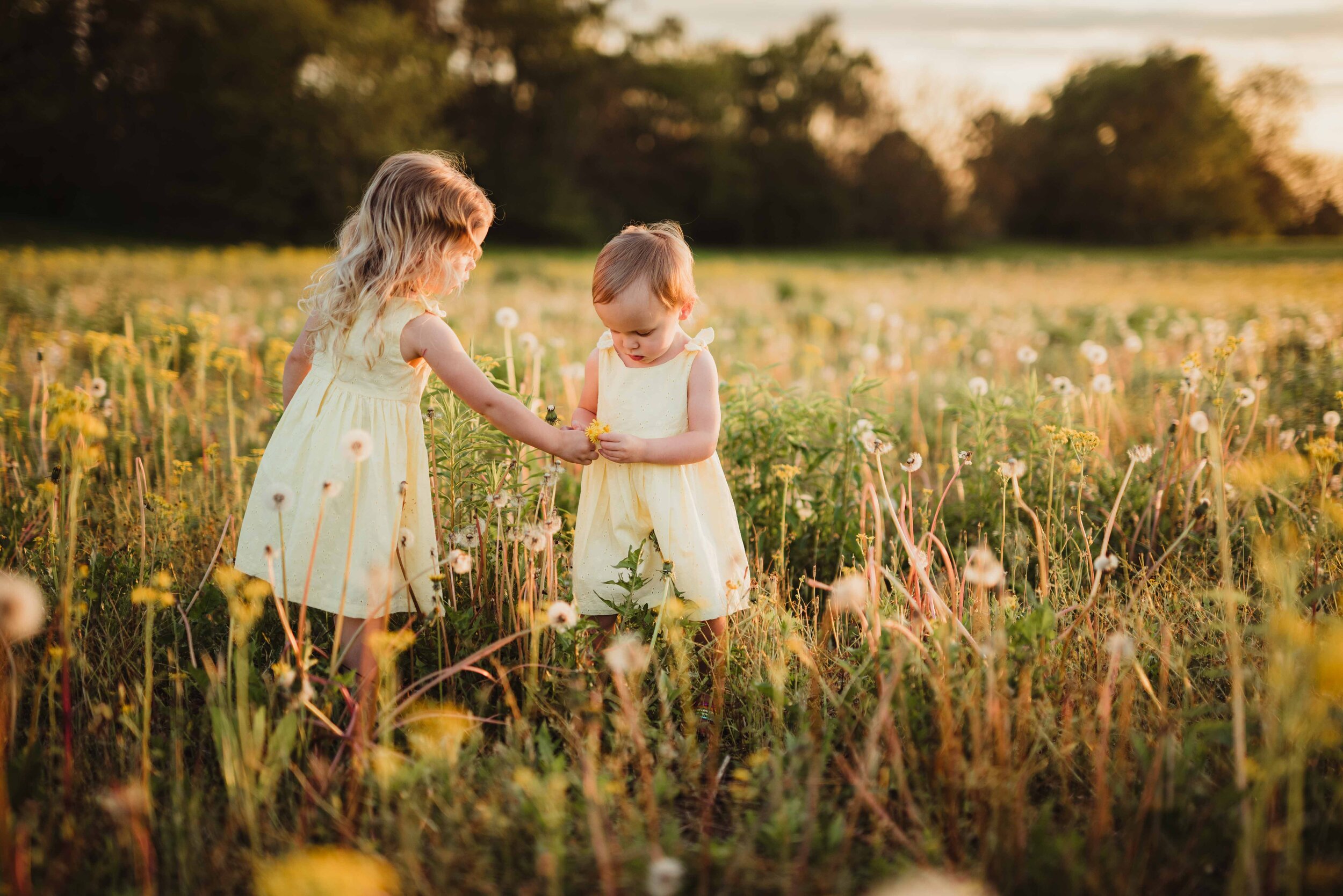 Two little girls sharing dandelions in a wildflower field in Lafayette, Indiana during their family photo session with premier family photographer Kelly McPhail