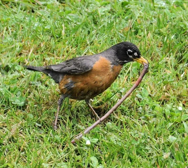 Be The Robin Inspire Me Mr V