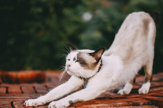 Stay Flexible Gracely