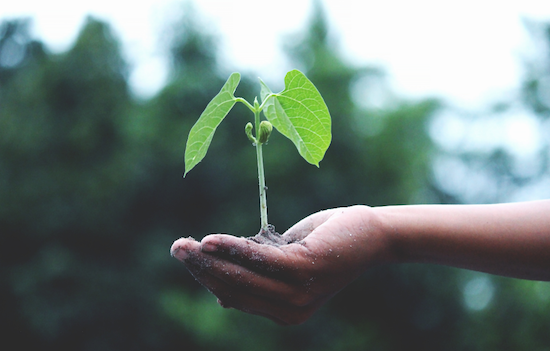Sowing Seeds