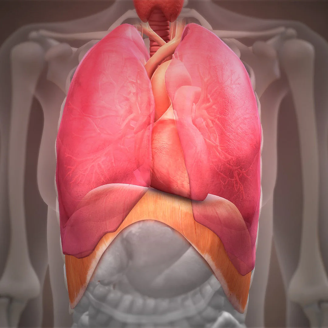 3D_Medical_Animation_Diaphragm_Structure.jpg