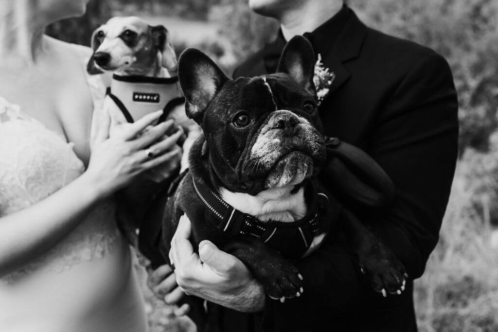 Black and white photo of bride and groom holding their Dachshund and French Bulldog
