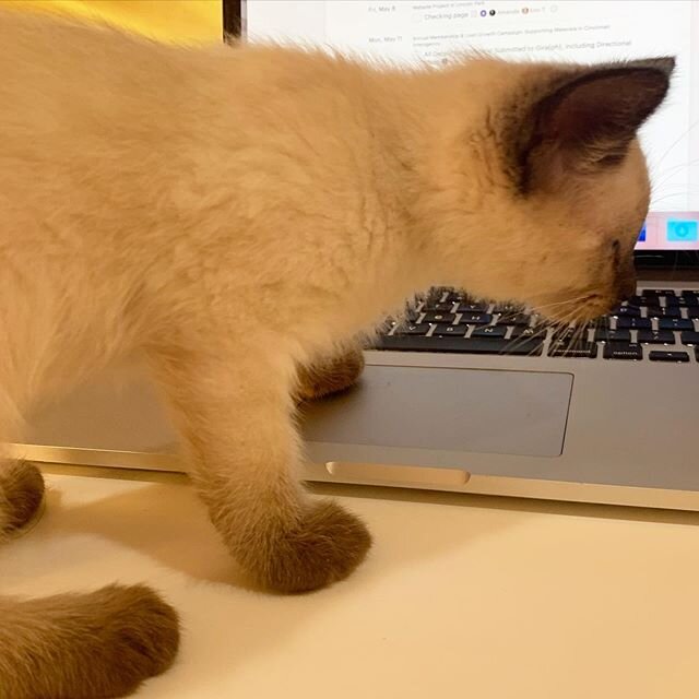 R&eacute;my the new headquarters office cat is hard at work helping us continue to help our #creditunion clients serve members and thrive during this time. 
We just launched a full-scale auto loan campaign for credit unions that is 85% off right now.